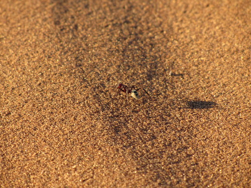 Namib Desert Dune Ant photo 4