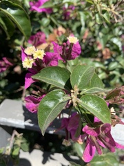 Bougainvillea