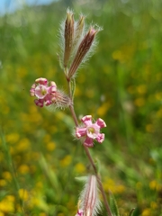 Silene