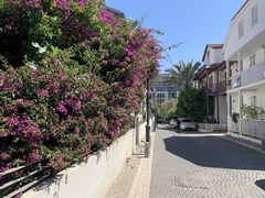 Bougainvillea
