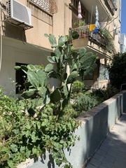 Opuntia