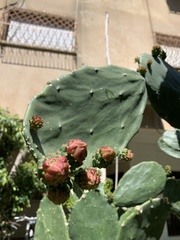 Opuntia
