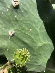 Opuntia