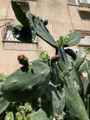 Opuntia