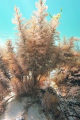 Caulocystis cephalornithos