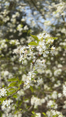 Prunus