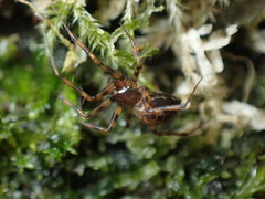 Lepthyphantes minutus