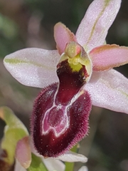 Ophrys exaltata arachnitiformis