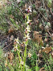 Ophrys exaltata arachnitiformis