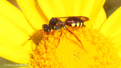 Nomada lathburiana