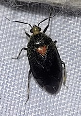Deraeocoris sayi