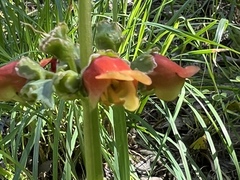 Scrophularia sambucifolia
