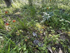 Scrophularia sambucifolia