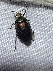 Deraeocoris sayi