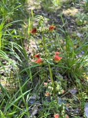 Scrophularia sambucifolia