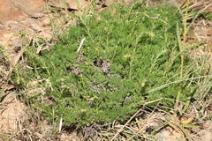 Artemisia morrisonensis