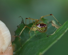 Thwaitesia nigronodosa
