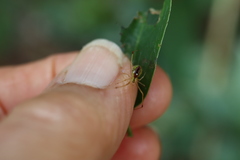 Thwaitesia nigronodosa