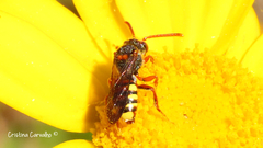 Nomada lathburiana