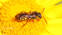 Nomada lathburiana