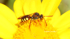 Nomada lathburiana