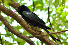 Dicrurus macrocercus