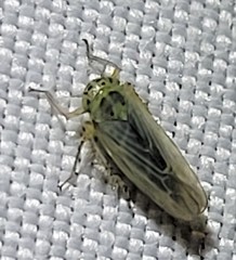 Macrosteles quadrilineatus