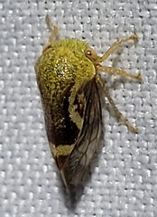 Ophiderma evelyna