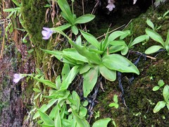 Pinguicula vallisneriifolia
