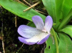 Pinguicula vallisneriifolia