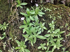 Pinguicula vallisneriifolia