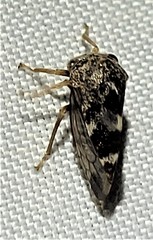 Cyrtolobus tuberosus