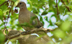 Streptopelia senegalensis