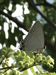 Tajuria cippus maxentius