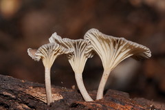 Trogia straminea