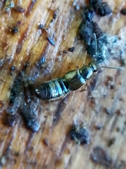 Atheta