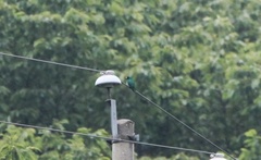 Chrysococcyx maculatus