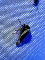Smilia fasciata