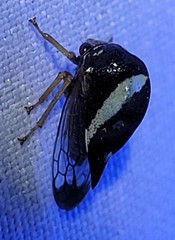 Smilia fasciata