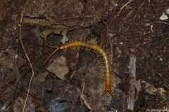 Theatops erythrocephalus