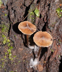 Entoloma aromaticum