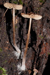 Entoloma aromaticum