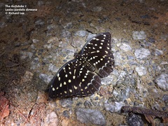 Lexias pardalis dirteana