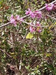Gonepteryx cleopatra