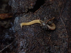 Microplana scharffi