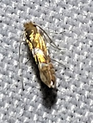 Phyllonorycter aeriferella