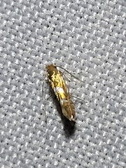 Phyllonorycter aeriferella