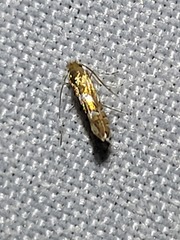 Phyllonorycter aeriferella