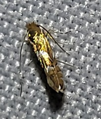 Phyllonorycter aeriferella