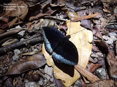 Lexias pardalis dirteana